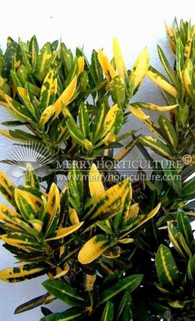 Codiaeum variegatum 'gold finger'